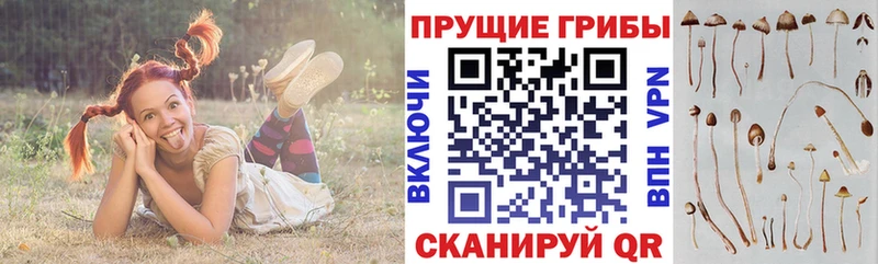 Псилоцибиновые грибы мицелий  Маркс 